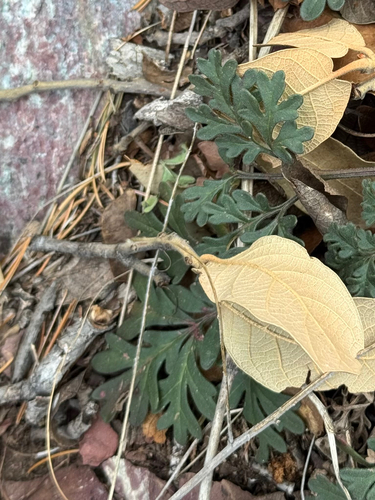 ragleaf bahia (Hymenothrix dissecta)