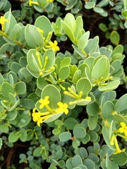 Wikstroemia uva-ursi