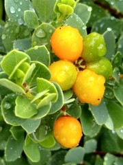 Wikstroemia uva-ursi