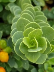 Wikstroemia uva-ursi