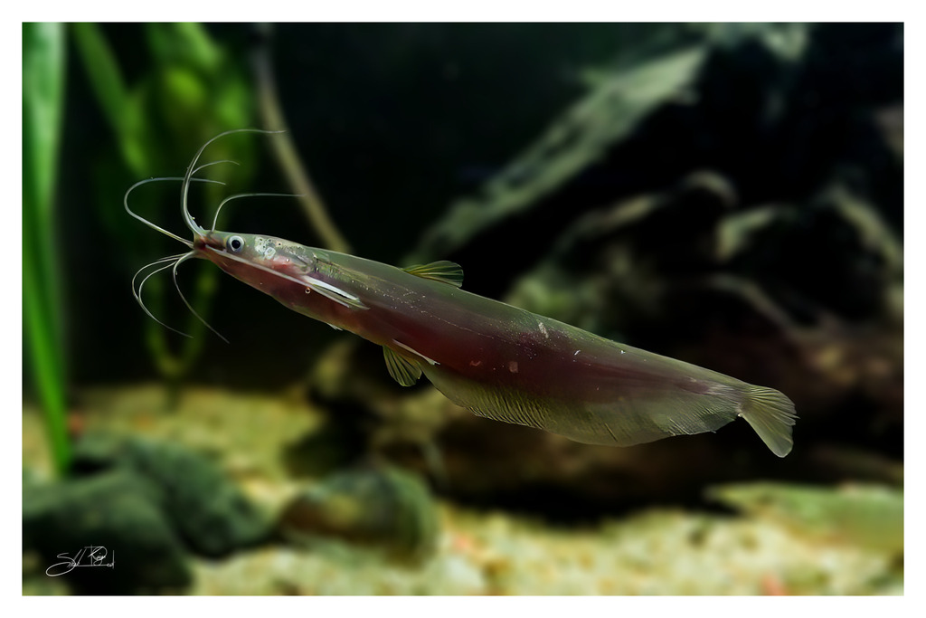 Scorpion cat-fish (Heteropneustes fossilis) — Heteropneustidae