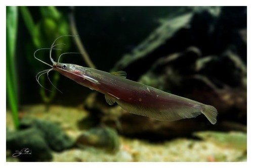 Scorpion cat-fish (Heteropneustes fossilis) — Heteropneustidae