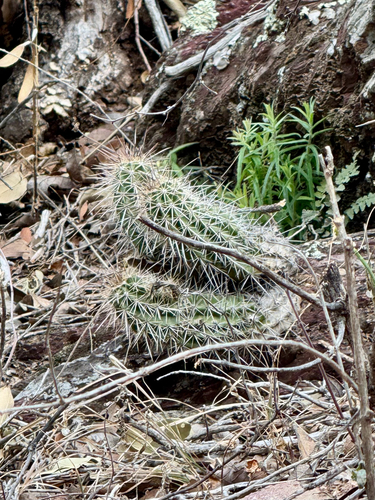 Echinocereus arizonicus