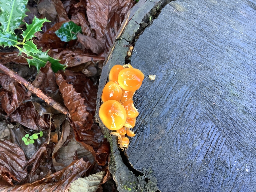 Flammulina · January 2026 · photo: © nenp_stbartsnewbury (iNaturalist, cc0)