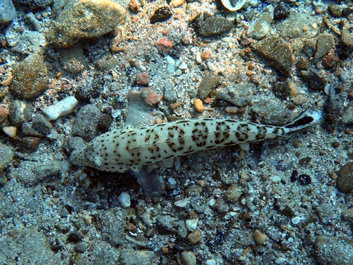 Blacktail grubfish (Parapercis hexophtalma) — Pinguipedidae — 3