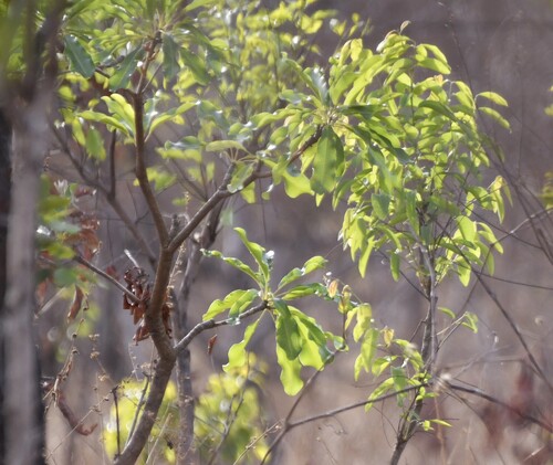 Vitellaria paradoxa