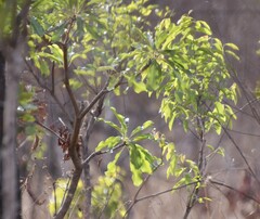 Vitellaria paradoxa