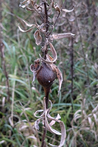 Unknown species found near Oakland/Winchell, Kalamazoo, MI 49008, USA
