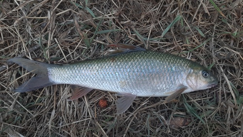 Brahminy labeo (Labeo dyocheilus) — Cyprinidae — 3