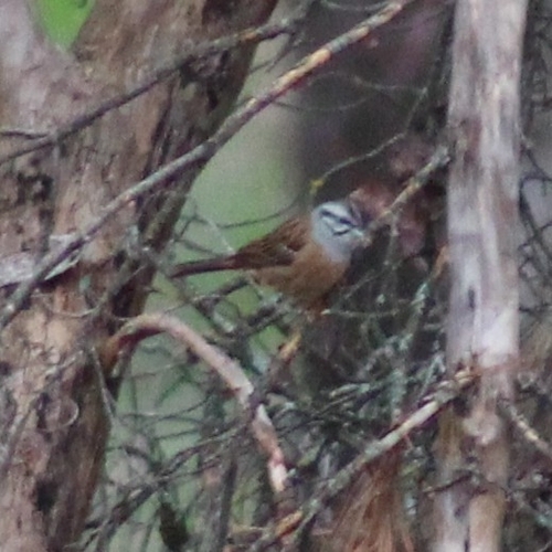 Rock Bunting (Emberiza cia), photo 4