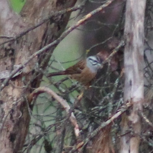 Rock Bunting (Emberiza cia), photo 4