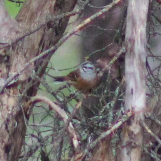 Rock Bunting (Emberiza cia), photo 5
