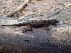 Ancylodactylus spinicollis