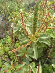 Acalypha communis