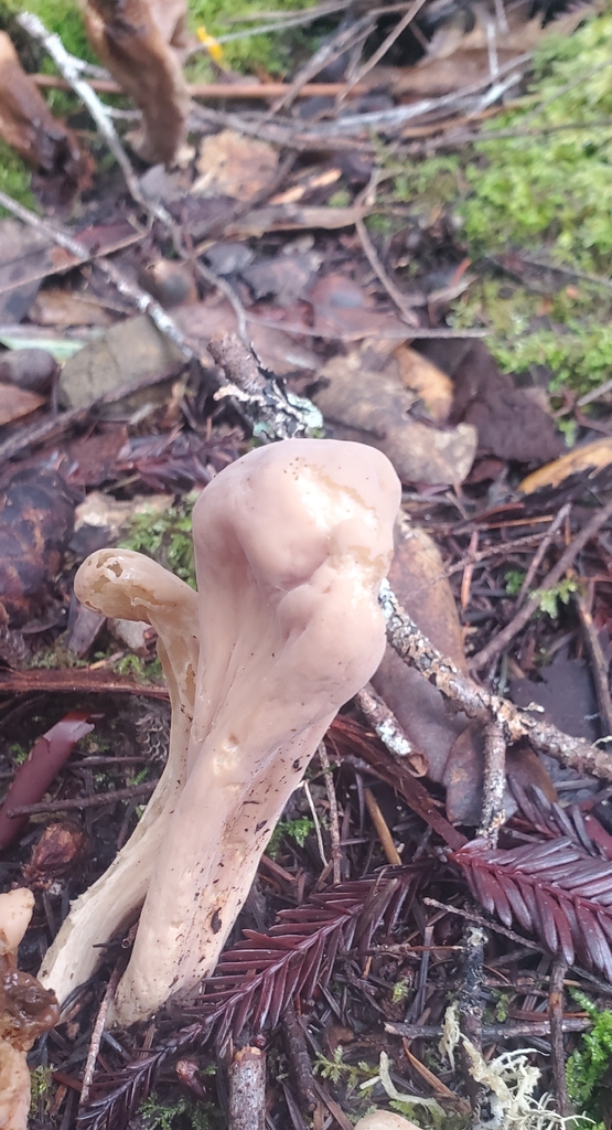 Clavariadelphus occidentalis · January 2026 · photo: © eric_austin (iNaturalist, cc-by)