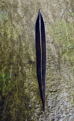 Newzealandia