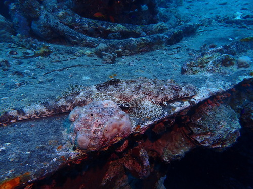 Indian Ocean crocodilefish (Papilloculiceps longiceps) — Platycephalidae — 4
