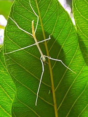 Cladoxerus cryphaleus