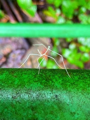 Cladoxerus cryphaleus