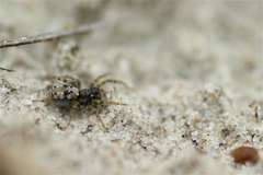 Arctosa perita