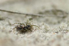 Arctosa perita
