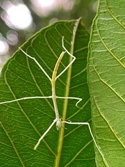 Cladoxerus cryphaleus