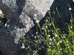 Nemesia brevicalcarata
