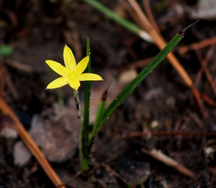 Hypoxis wrightii