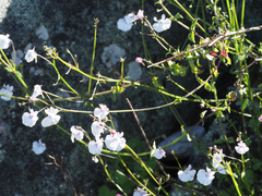Nemesia brevicalcarata