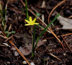 Hypoxis wrightii