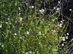 Nemesia brevicalcarata