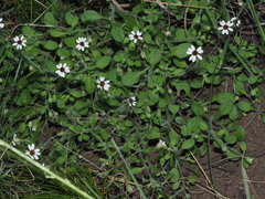 Felicia cymbalariae