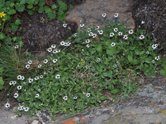 Felicia cymbalariae