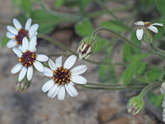 Felicia cymbalariae