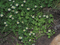 Felicia cymbalariae