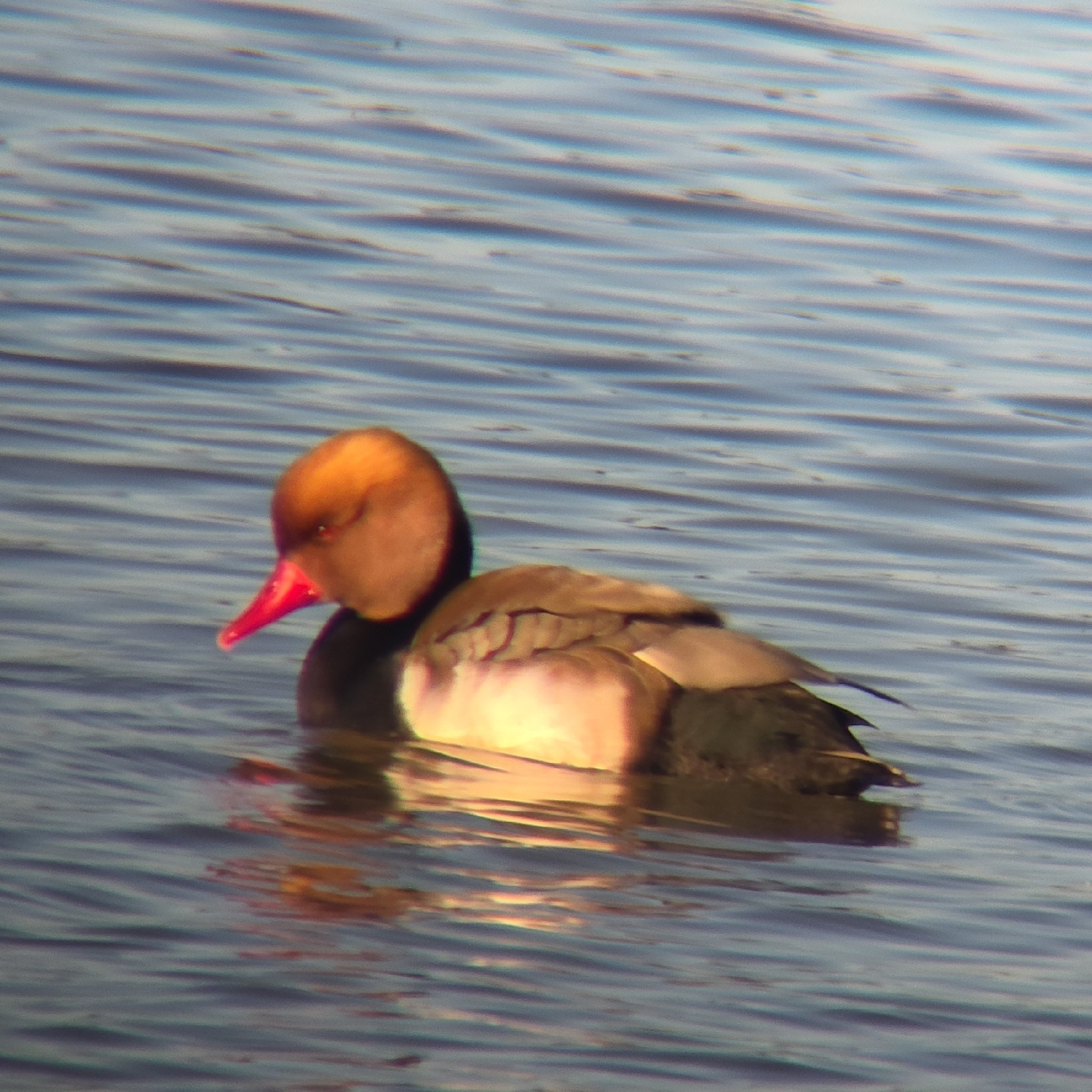 Red-crested Pochard (Netta rufina), photo 3