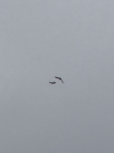 Common Raven photographed in Kentucky