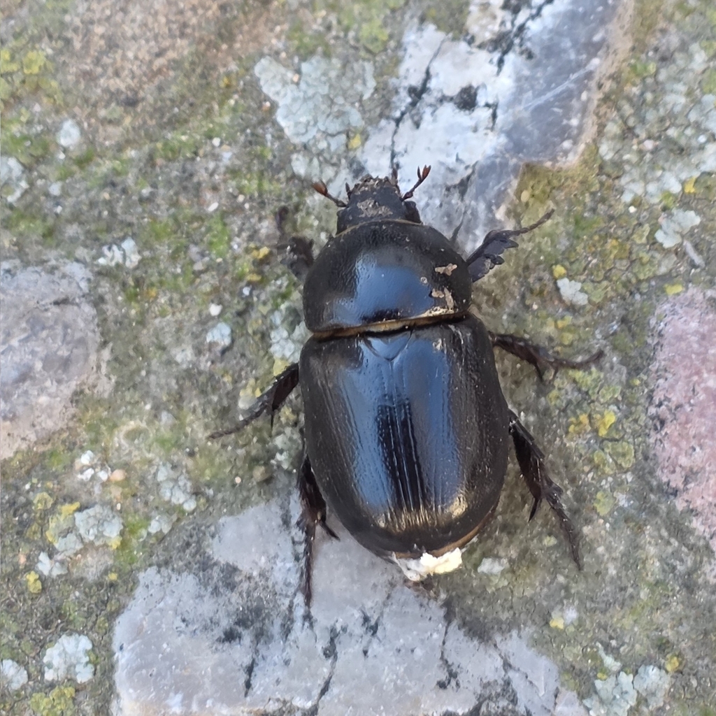 Pentodon algerinus