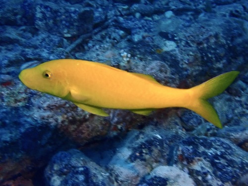 Parupeneus cyclostomus