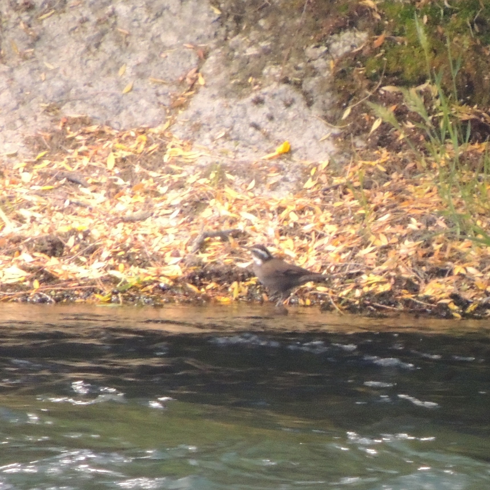 Dark-bellied Cinclodes (Cinclodes patagonicus), photo 5