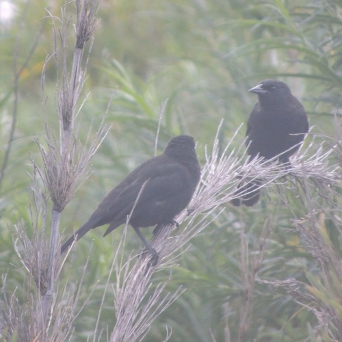 Austral Blackbird (Curaeus curaeus), photo 2
