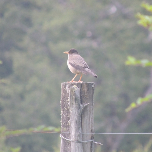 Austral Thrush (Turdus falcklandii), photo 7