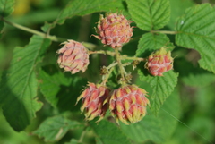 Rubus apetalus