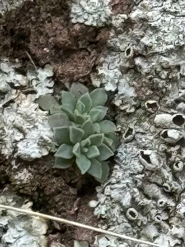 Sedum cockerellii, photograph 1