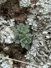 (c) CK2AZ, some rights reserved (CC BY) Sedum cockerellii, photograph (c) CK2AZ, some rights reserved (CC BY)