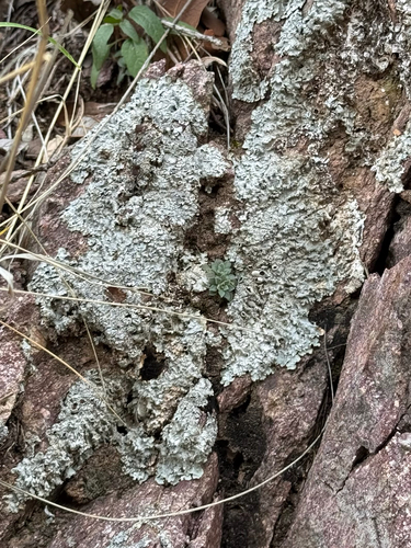 Sedum cockerellii, photograph 2