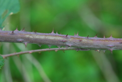 Rubus apetalus