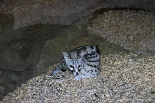 Feline Genet
