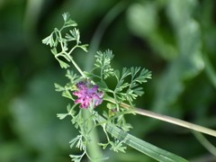 Fumaria densiflora