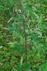 Rubus apetalus